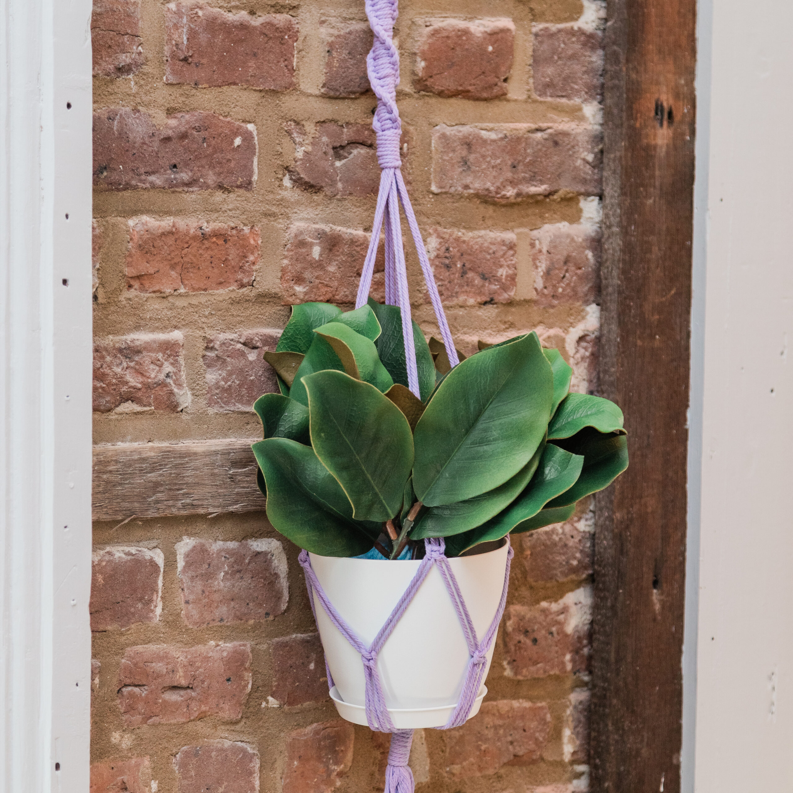 plant holder